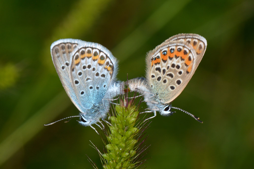 Lycaenidae da identificare - Plebejus argus